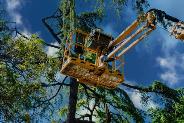 Visalia, CA  Tree Services Company