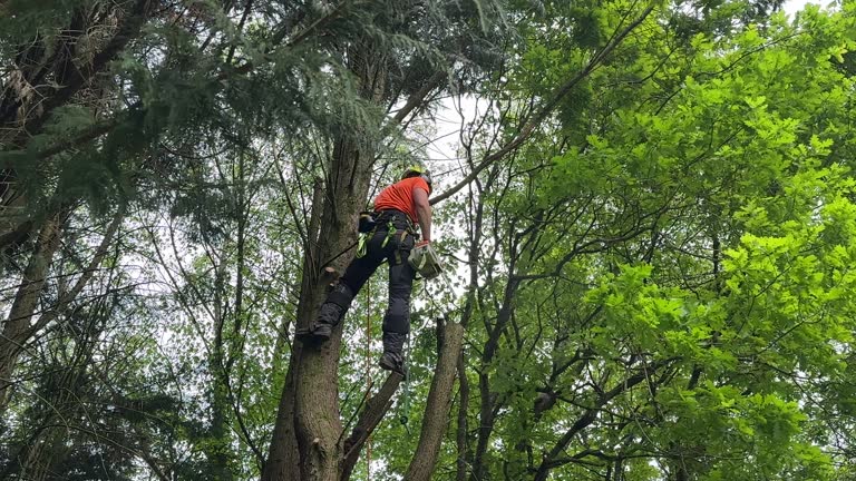 Best Leaf Removal  in Visalia, CA