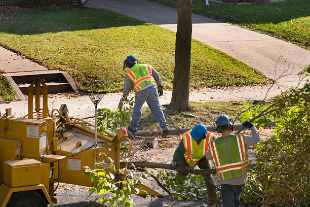 Best Tree Mulching  in Visalia, CA