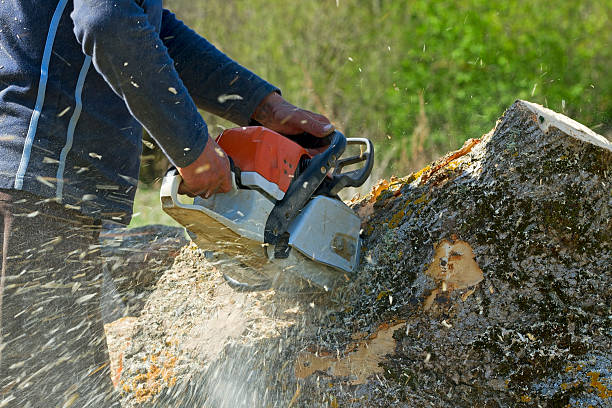 Leaf Removal in Visalia, CA